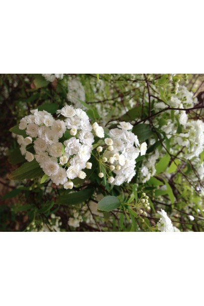 Спірея кантонська Ланцеата